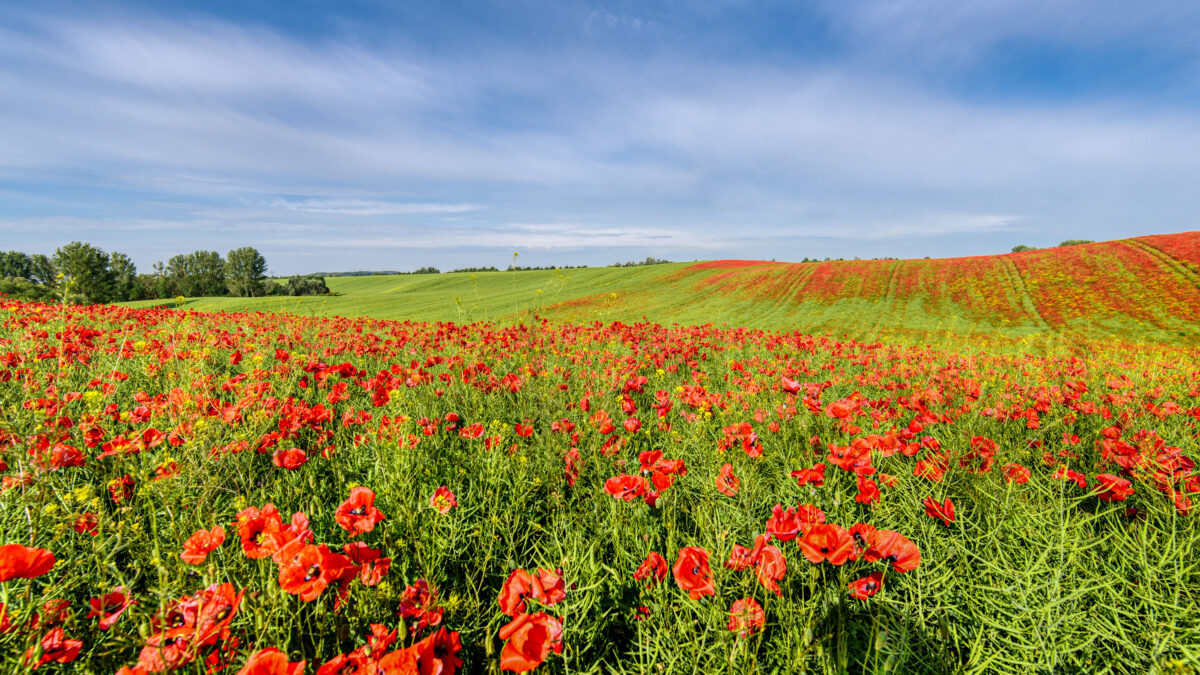 Mohnblütenfeld in Uckerland