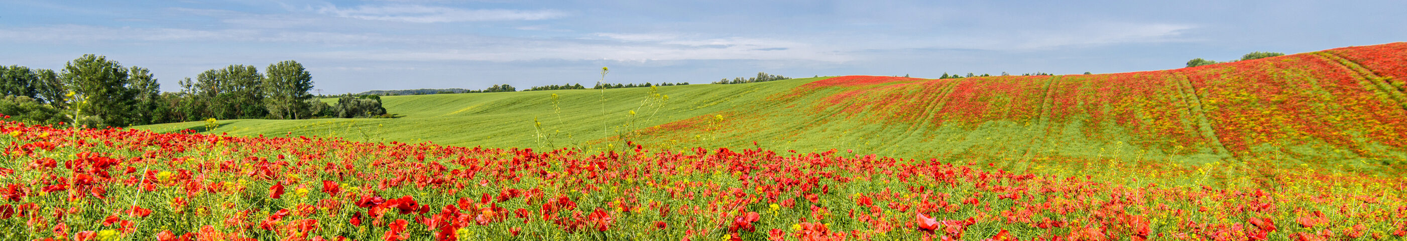 Mohnblütenfeld in Uckerland