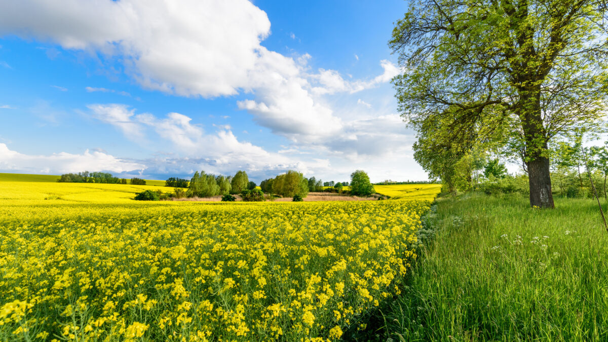 Rapsfeld in Uckerland