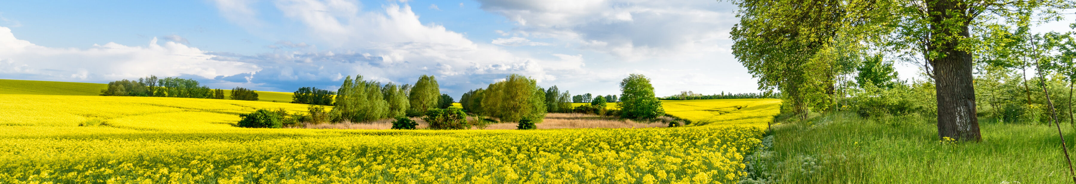 Rapsfeld in Uckerland