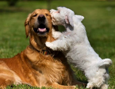 Neue Hundehalterverordnung